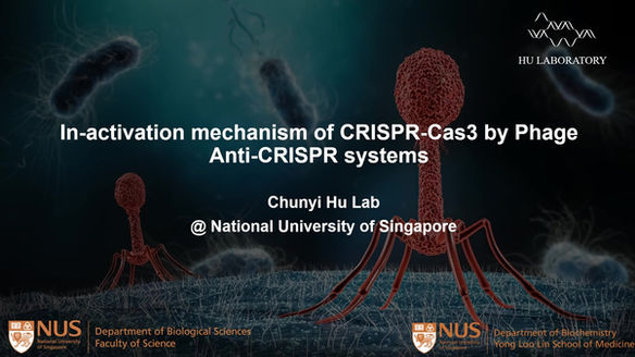 The inactivation mechanism of type I-C CRISPR-Cas3 system by Anti-CRISPR proteins
